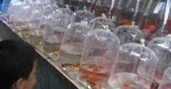 Pasar Ikan Hias Sumenep Pasar Ikan Hias Sumenep