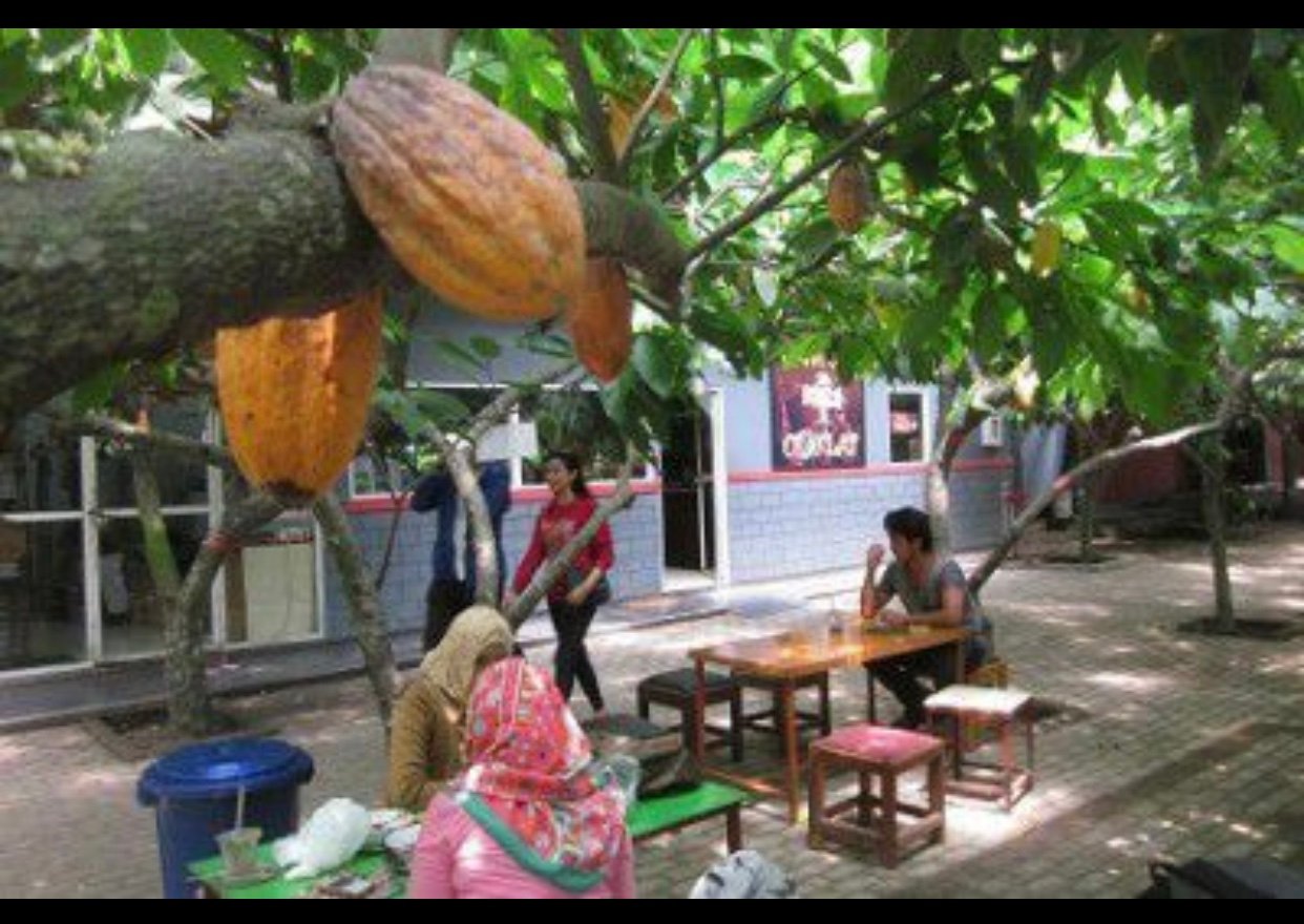 38+ Kebun Coklat Blitar Background