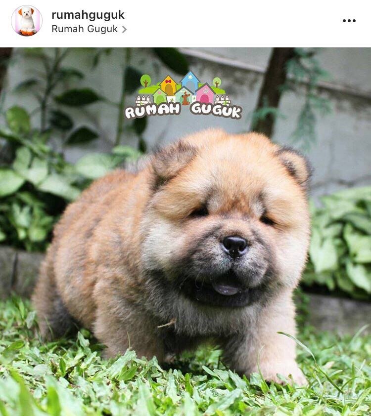 Rumah Guguk Kids Holiday Spots Liburan Anak Informasi