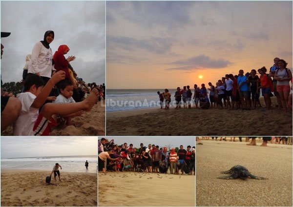 Ujung Genteng (5): Sea Turtle Conservartion Pangumbahan Beach